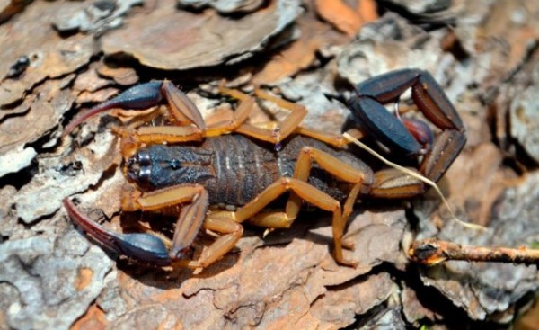 Recomiendan precaución para evitar picadura de escorpiones o alacranes