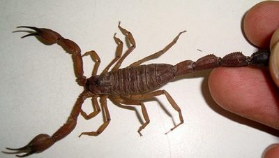 Salud Pública alerta sobre picadura de escorpiones o alacranes - ADN Paraguayo