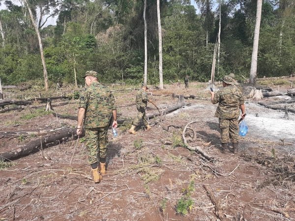 Amambay: Destruyen marihuana y campamentos precarios