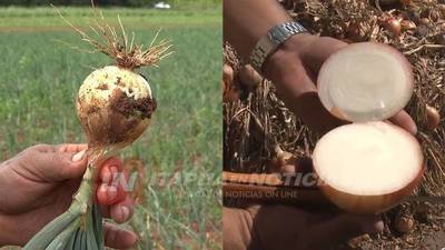 GOBERNACIÓN IMPLEMENTARÁ PROGRAMA DE PRODUCCIÓN DE CEBOLLAS