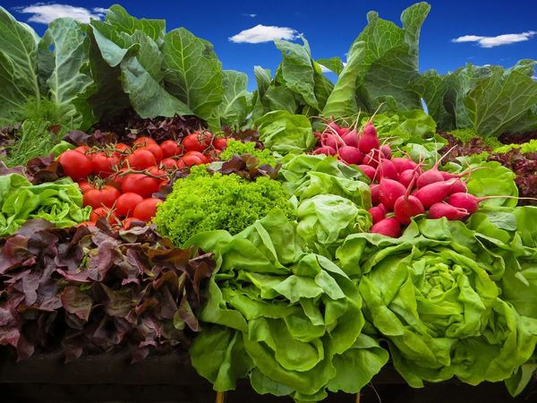 Productores alistan feria agropecuaria en Asunción