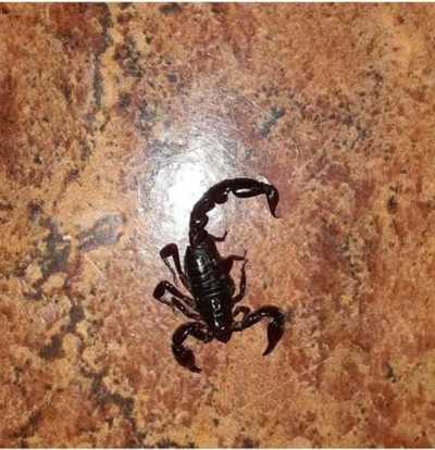¡Cuidado con el alacrán! Recomiendan precaución para evitar picaduras