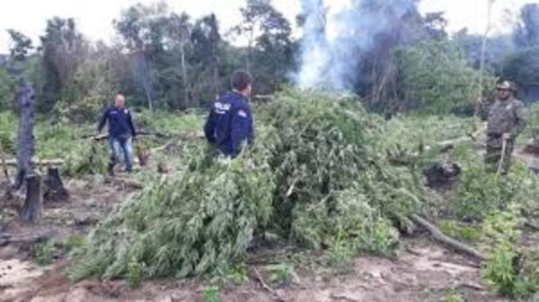 Destruyen 10 hectáreas de marihuana en Pedro Juan Caballero