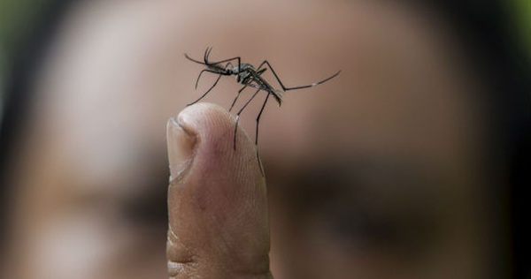 Aumentan notificaciones de dengue y se intensifica trabajo para evitar epidemia en Asunción y Central | .::Agencia IP::.