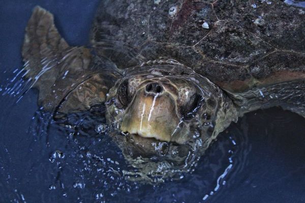 Decenas de tortugas de una especie en peligro de extinción desaparecen de un  zoológico en Japón  - Ciencia - ABC Color