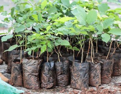 Tras incendio, inician reforestanción en Parque Guasú