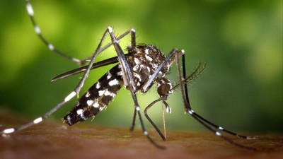 Diagnostican el segundo caso de transmisión sexual de dengue en el mundo » Ñanduti