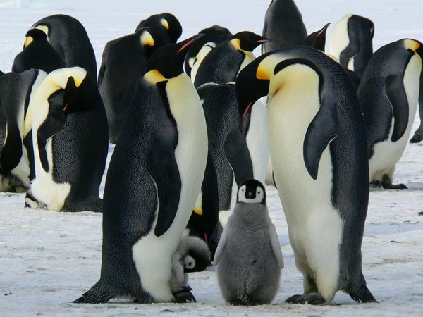 Calentamiento global amenaza con extinguir a los pingüinos emperador