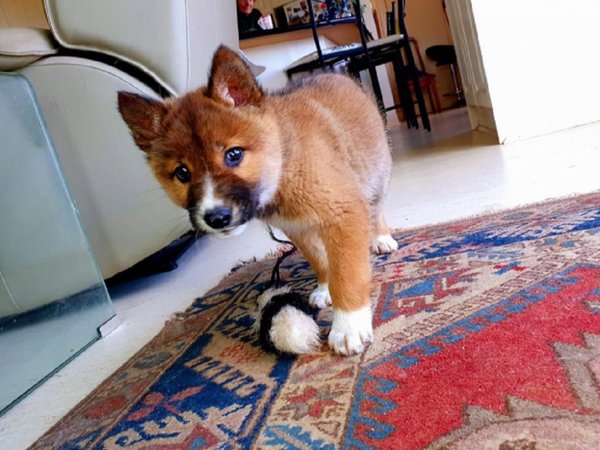 Recogieron a cachorro que resultó ser una subespecie de lobo