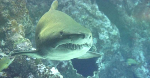 Ojetopa mano de turista en la barriga de tiburón
