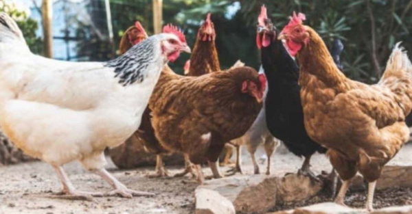 Compró por error en internet mil gallinas