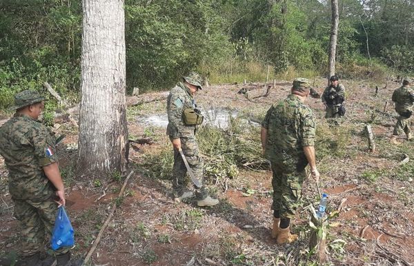 Destruyen drogas y atrapan a traficantes - Judiciales y Policiales - ABC Color