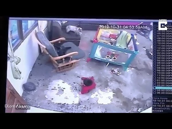 VIDEO: UN GATO SALVA A UN BEBÉ DE CAER POR UNAS ESCALERAS