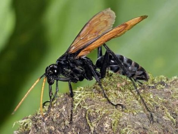 ¿Qué hacer ante las picaduras de insectos?