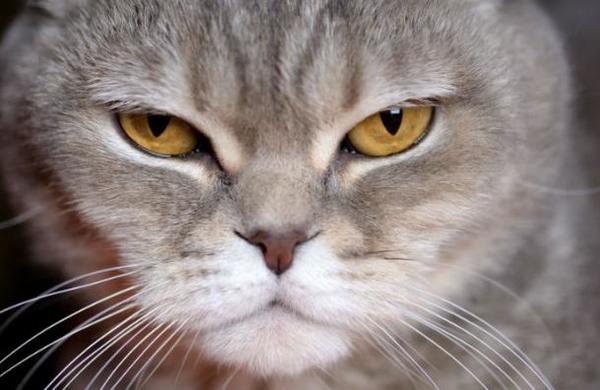 La curiosa solución de un pasajero al que no lo dejaron viajar con su gato porque era muy gordo - SNT