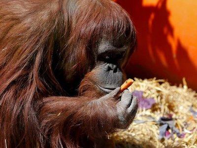 Sandra ya está en el Centro para Grandes Simios