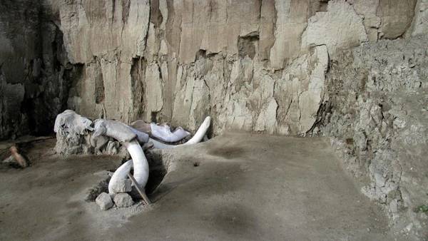 Encontraron restos de 14 mamuts que pueden cambiar la arqueología » Ñanduti