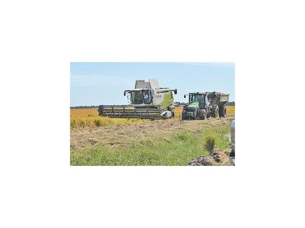 Cultivo de arroz alcanza el 95% de superficie prevista