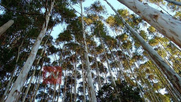 RUBRO FORESTAL SE EXPANDE EN EL DEPARTAMENTO DE ITAPÚA