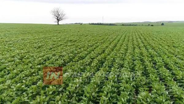 EL CULTIVO DE SOJA RECIBIÓ LA LLUVIA OPORTUNA EN ITAPÚA