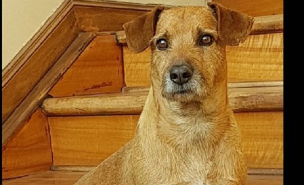 El perro Chiruzo está delicado de salud