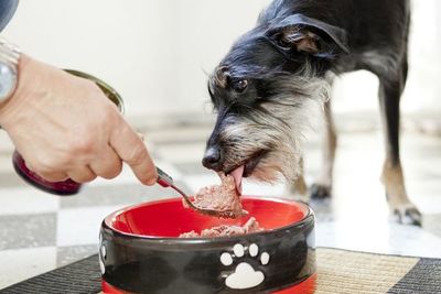 Las mascotas necesitan adaptar su reloj interno - Mascotas - ABC Color