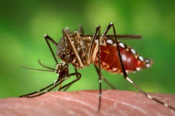 España: Confirman contagio de dengue por vía sexual