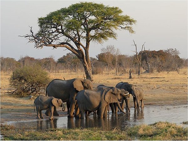 Al menos 200 elefantes mueren de hambre en parque de Zimbabue