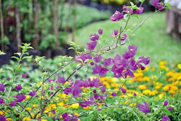 Flores en el jardín - Nosotras Revista - ABC Color