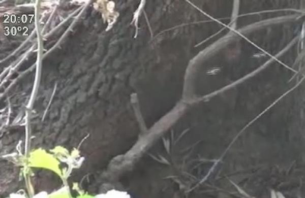Abejas mataron a un hombre de 72 años - SNT