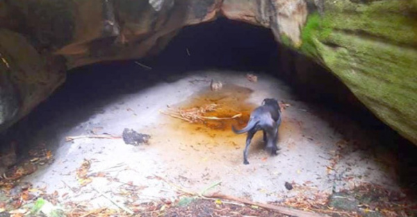 Misteriosa caverna oculta gritos raros y al ¡chupacabras!