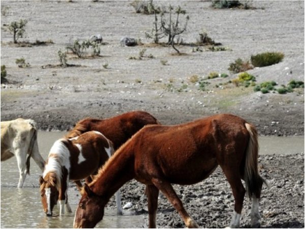 Desarrollan aplicación para proteger animales en desastres naturales