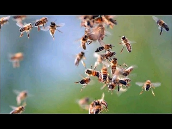 DELINCUENTE SE ESCONDIÓ EN UN YUYAL Y FUE ATACADO POR ABEJAS