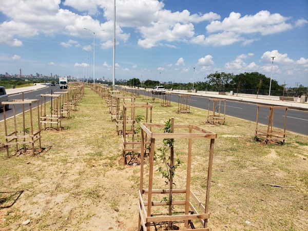 Tras temporal, reforzarán protectores de árboles en la Costanera Norte