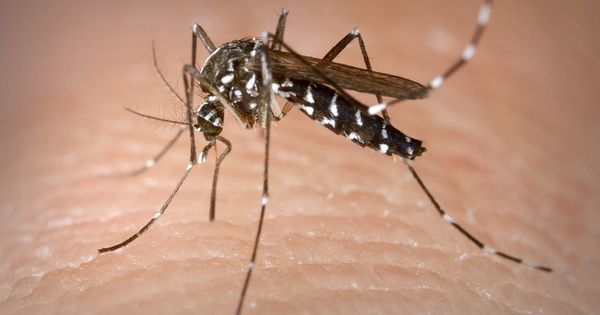 Existe posibilidad de que el Dengue se contagie por vía sexual