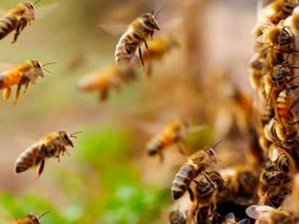 Delincuente se escondió en un yuyal y fue atacado por abejas