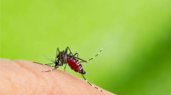 HOY / Transmisión de dengue por vía sexual: poco probable pero no imposible en Paraguay