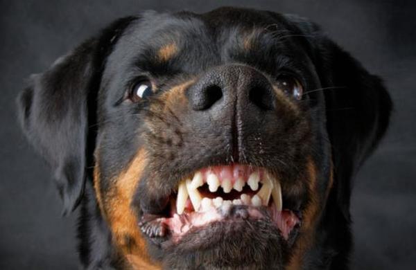 Condenan a hombre a dos años y medio de cárcel luego que sus perros mataran a un vecino - SNT