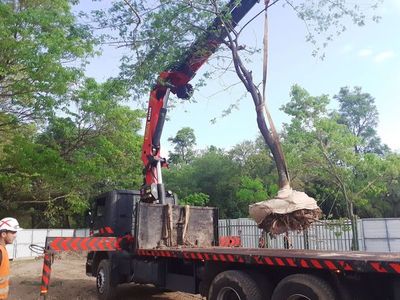 Ya trasplantaron 70 árboles afectados por obras del Corredor Botánico