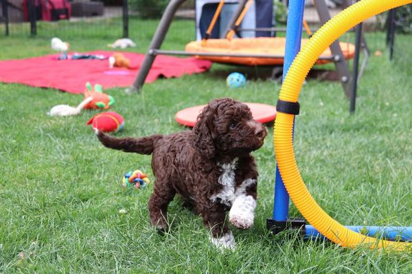 “Las primeras 16 semanas son decisivas” para un cachorro - Mascotas - ABC Color