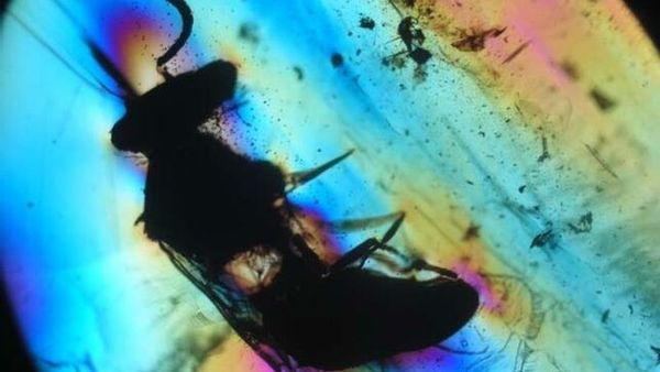 Descubren la primera avispa polinizadora de la época de los dinosaurios » Ñanduti
