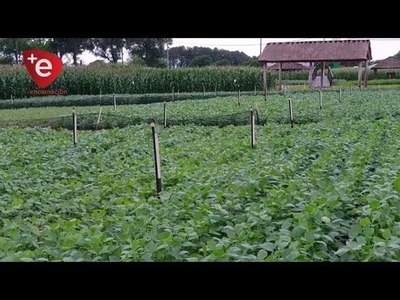 LLUVIA TRAJO ALIVIO A LOS PRODUCTORES AGRÍCOLAS .