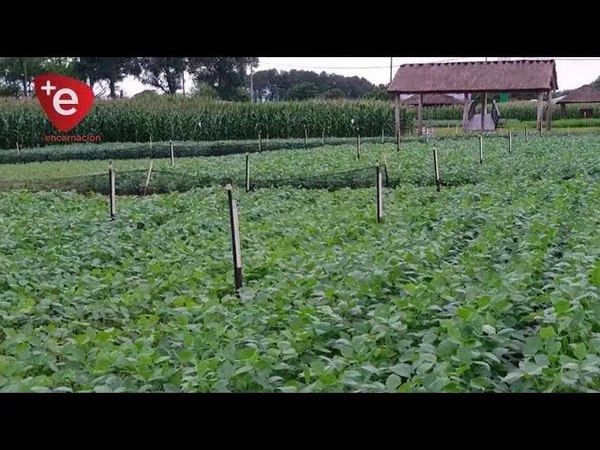 LLUVIA TRAJO ALIVIO A LOS PRODUCTORES AGRÍCOLAS .