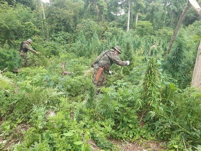Deforestaban para plantar hectáreas de marihuana en reserva natural