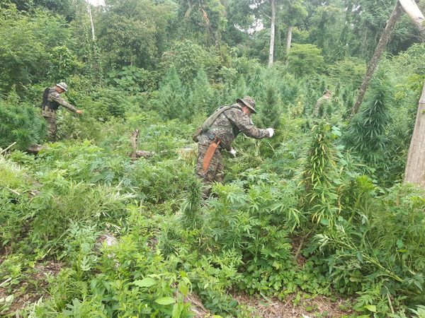 Deforestaban para plantar hectáreas de marihuana en reserva natural