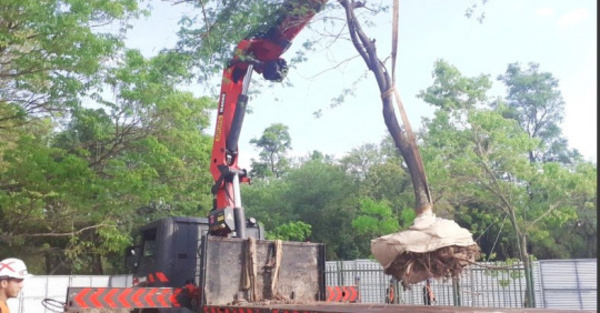 Unos 70 árboles voi se  trasladaron del Botánico