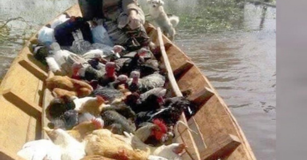 Durmió con gallinas y ¡hace parir a las vacas!