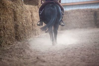 ¿Cuánto peso puede cargar un caballo? - Estilo de vida - ABC Color