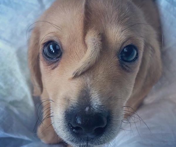 ¡Él es único! La emotiva historia del perrito que nació con una colita en la frente