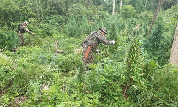 Destruyen plantación de marihuana en Ñacunday